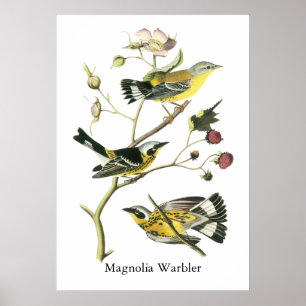 Poster Magnolia Warbler, John Audubon