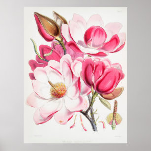 Poster Magnolias