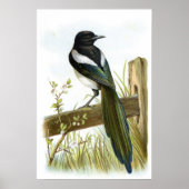 Poster Magpie (Devant)