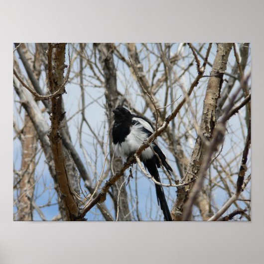 Poster Magpie à bec noir, Colorado (Devant)