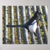 Poster Magpie avec oeil beady Imprimer (Devant)