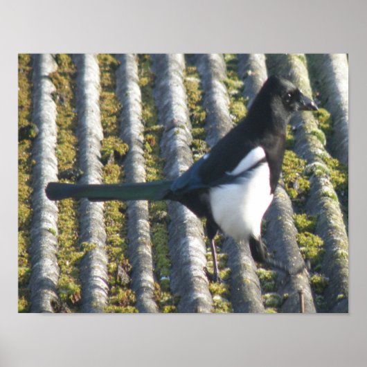 Poster Magpie avec oeil beady Imprimer (Devant)
