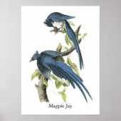 Poster Magpie Jay, John Audubon (Devant)