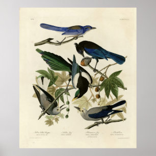 Poster Magpie Jays & Nutcracker Audubon Birds of America