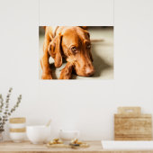 Poster Magyar Vizsla verschiedene Größen! (Keuken)