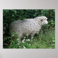 Maigre Gourmande Manger des moutons Imprimer