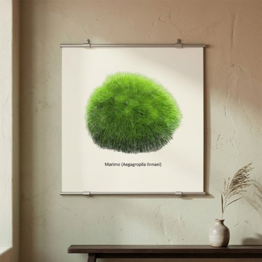 Poster Main de balle de mousse de Marimo tirée