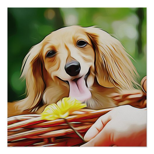 Poster Main Doxie Avec Une Fleur À Un Dachshund (Devant)