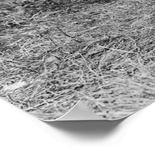 Poster Main stable : 1908 (Coin)