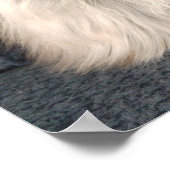 Poster Maine Coon (Coin)