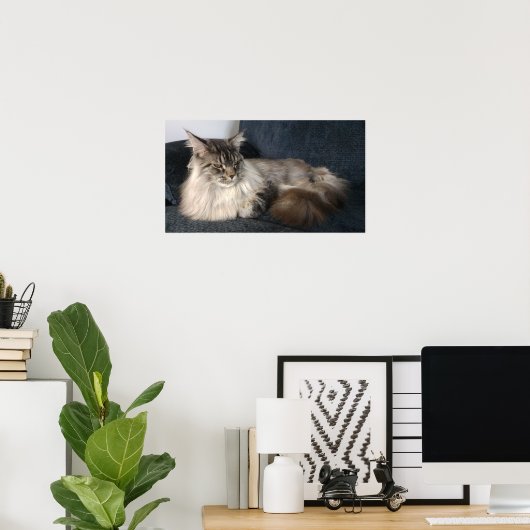 Poster Maine Coon (Bureau à domicile)