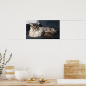 Poster Maine Coon (Cuisine)