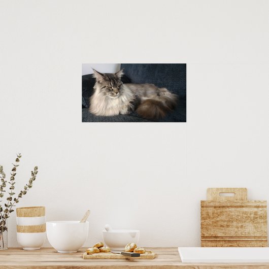 Poster Maine Coon (Cuisine)