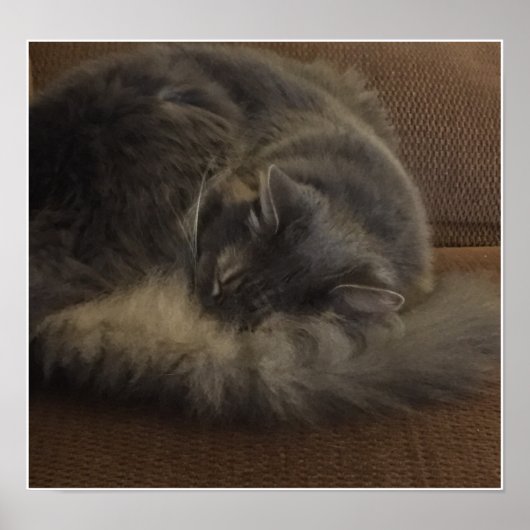 Poster Maine Coon (Devant)