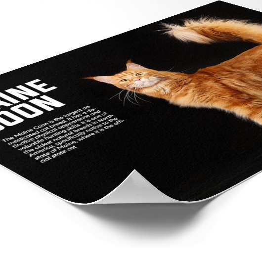 Poster Maine Coon Cat Breed (Coin)