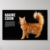 Poster Maine Coon Cat Breed (Devant)