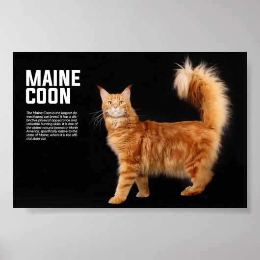 Poster Maine Coon Cat Breed (Devant)