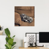 Poster Maine Coon Chat sur Sofa (Bureau à domicile)