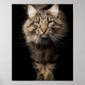 Poster Maine Coon gros chat chaton voix (Devant)