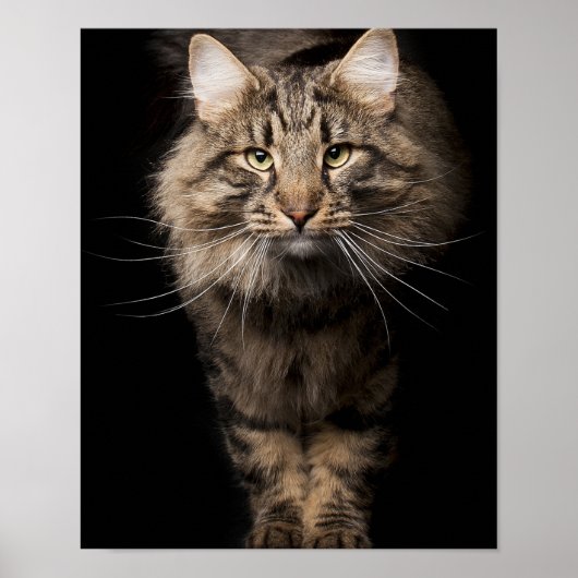 Poster Maine Coon gros chat chaton voix (Devant)