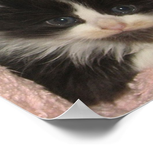 Poster Maine Coon Kitten (Coin)