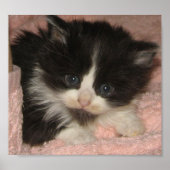 Poster Maine Coon Kitten (Devant)