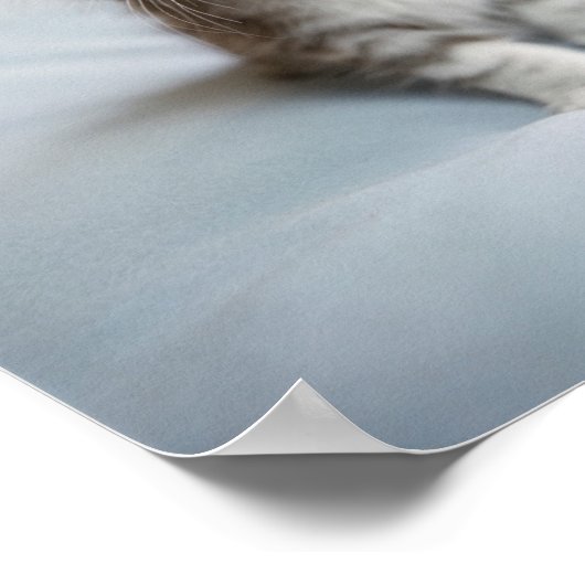 Poster Maine Coon Kitten (Coin)