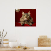 Poster Maine Coon pour Noël avec collectionneur (Cuisine)