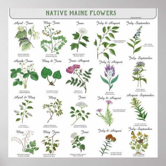 Poster Maine Fleurs sauvages Mois de la floraison Nom lat (Devant)
