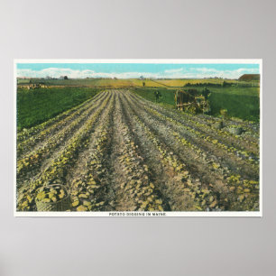 Poster MaineVue d'une ferme de pomme de terre dans le Mai