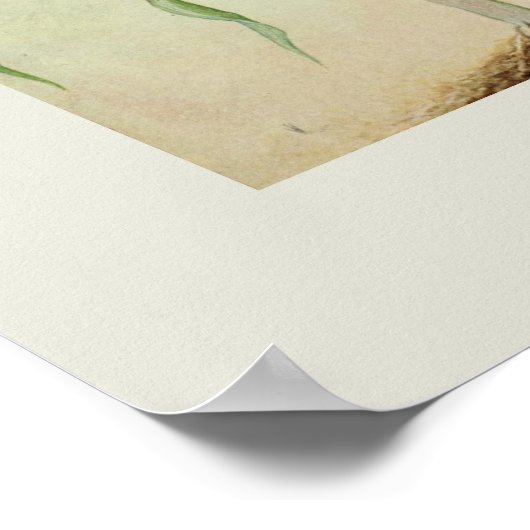 Poster Maïs doux (Coin)