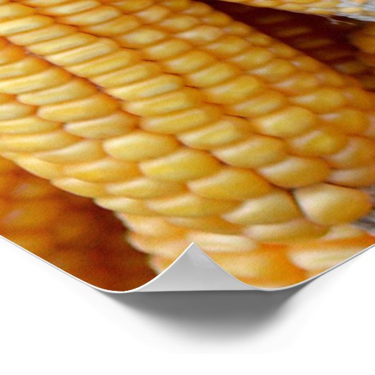 Poster Maïs séché empilé. (Coin)