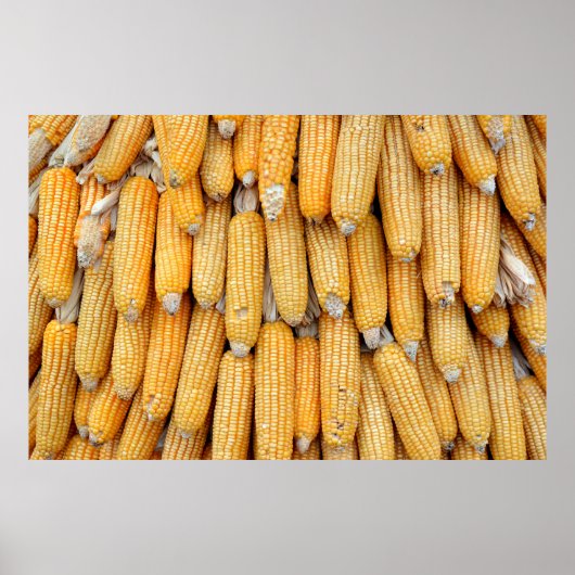 Poster Maïs séché empilé. (Devant)