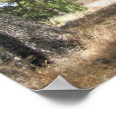 Poster : Maison abandonnée sur 46 W à Paso Robles (Coin)