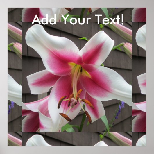 Poster Maison Blanche Lily Red Plante (Devant)