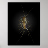 Poster Maison Centipede Scutigera Coleoptrata (Devant)