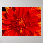 Poster Maison de dahlia Orange (Devant)