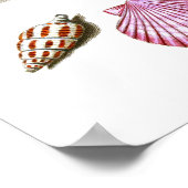 Poster Maison de plage Décor Sea Shell Art Prints no. 14 (Coin)
