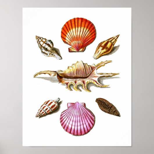 Poster Maison de plage Décor Sea Shell Art Prints no. 14 (Devant)