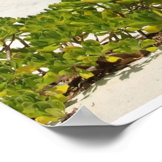 Poster Maison de plage des îles Caïmans (Coin)