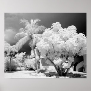 Poster Maison des Keys de Floride et ses palmiers, États-