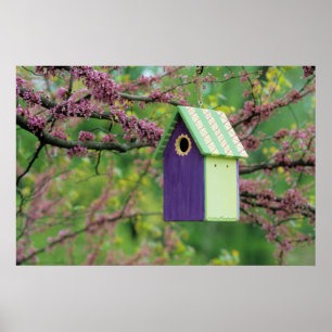 Poster Maison d'oiseau sur un arbre Cercis
