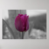 Poster Majesté pourpre (Devant)