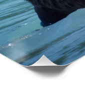 Poster Majestic Alaskan Brown Bear (Coin)