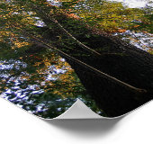 Poster Majestic Ash Tree Sunlit Photographie (Coin)