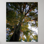 Poster Majestic Ash Tree Sunlit Photographie (Devant)