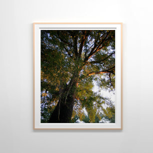 Poster Majestic Ash Tree Sunlit Photographie
