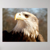 Poster Majestic Bald Eagle (Devant)