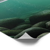 Poster Majestic Bear Catch (Coin)