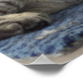 Poster Majestic Kitten (Coin)